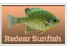 Redear Sunfish