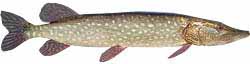 Eleven Mile Reservoir Popular Fish - Northern Pike