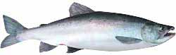 Landlocked Atlantic Salmon